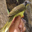 Bulbul fourmilier