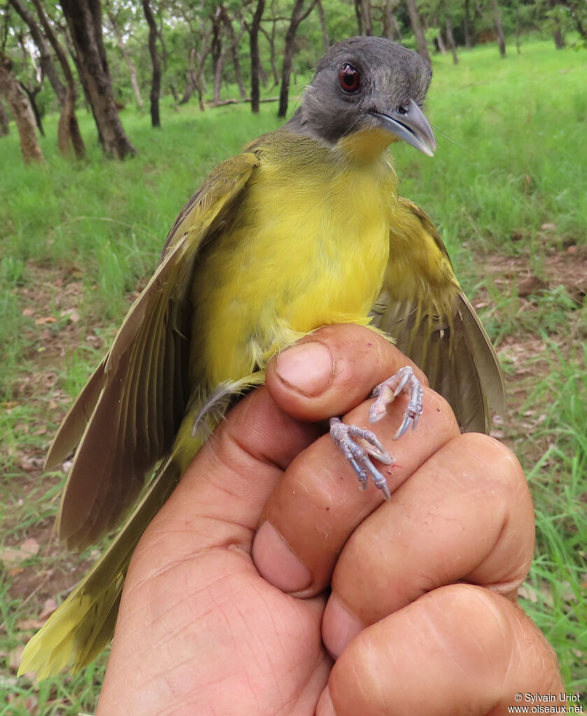 Bulbul fourmilieradulte