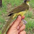 Bulbul fourmilier