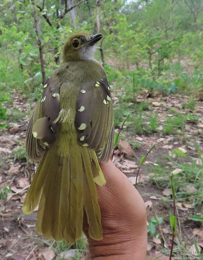 Bulbul nicatoradulte