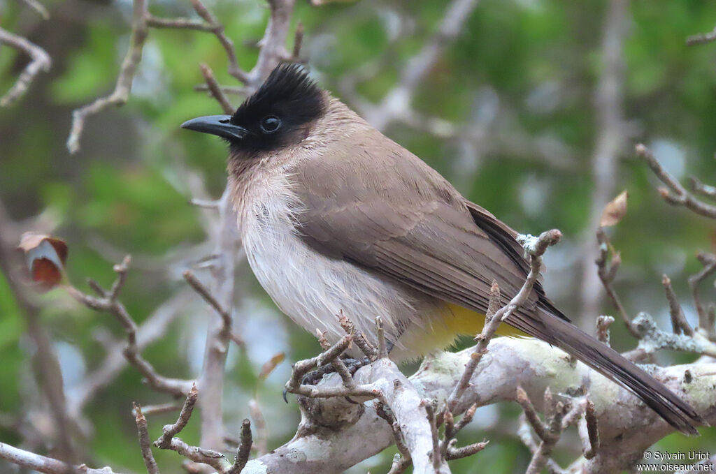 Dark-capped Bulbuladult