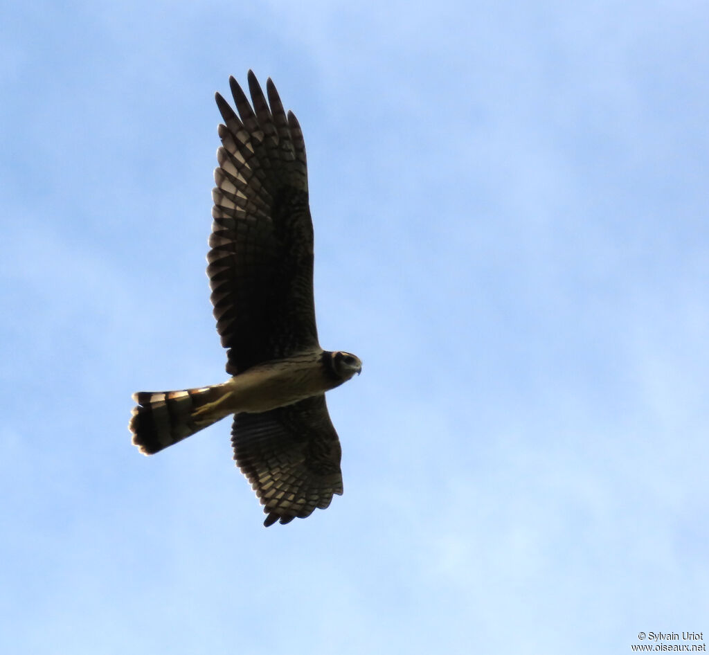 Long-winged Harrier female adult