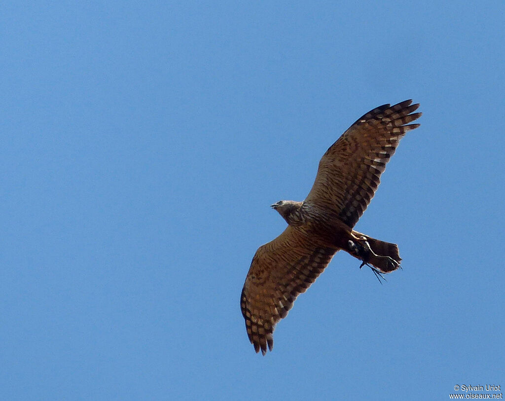 African Marsh Harrier