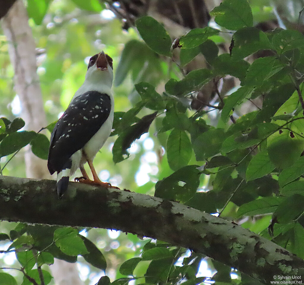 Buse à face noireadulte
