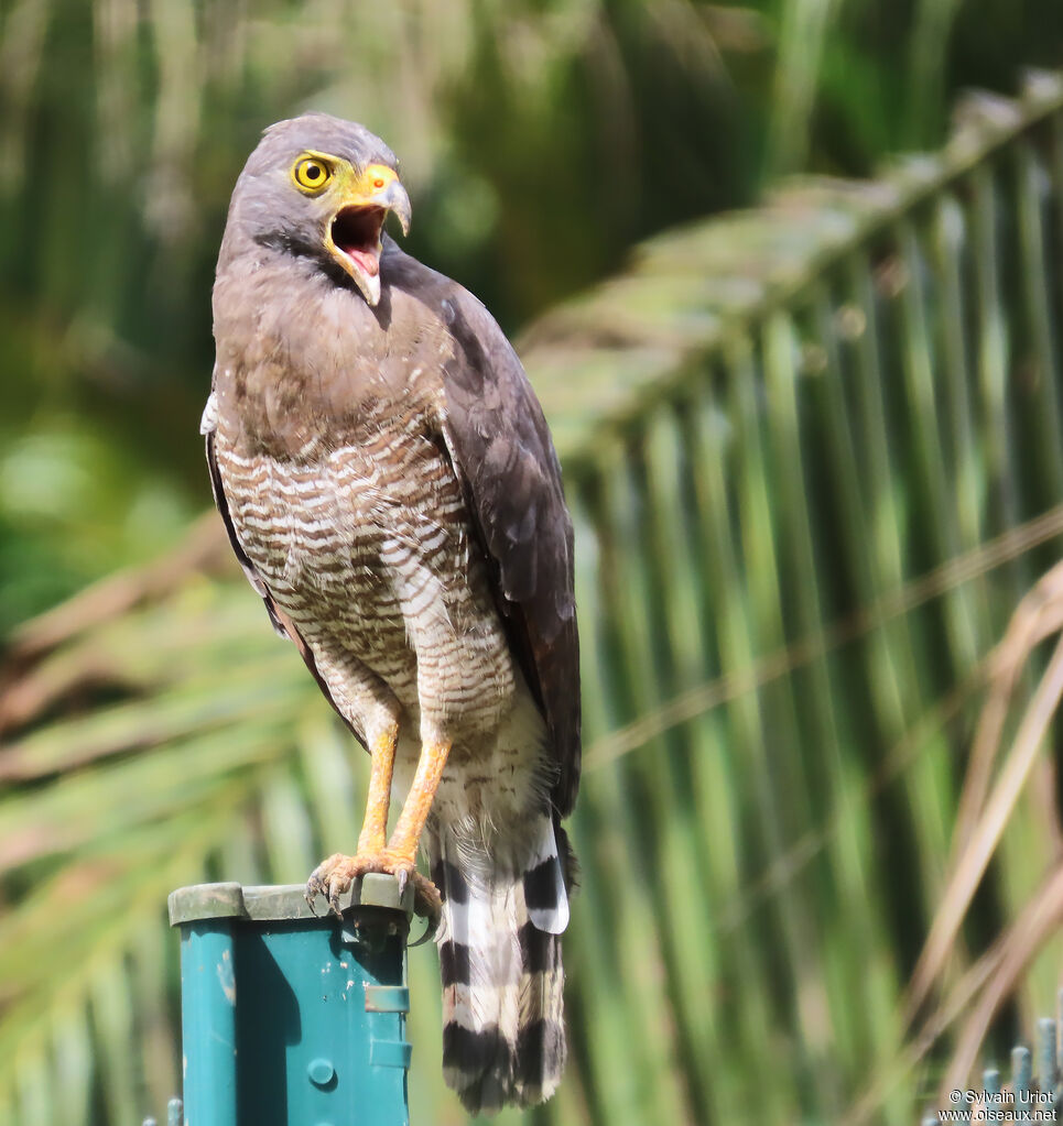 Buse à gros becadulte