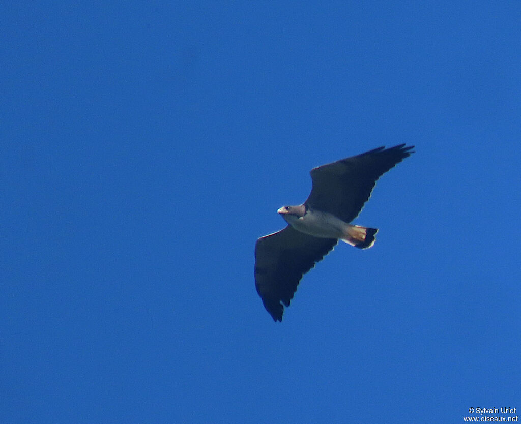 White-tailed Hawkadult