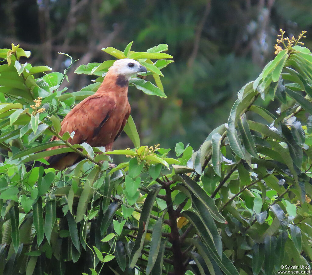Black-collared Hawkadult