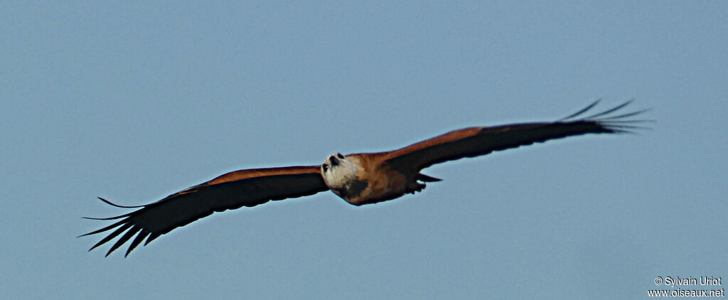 Black-collared Hawkadult