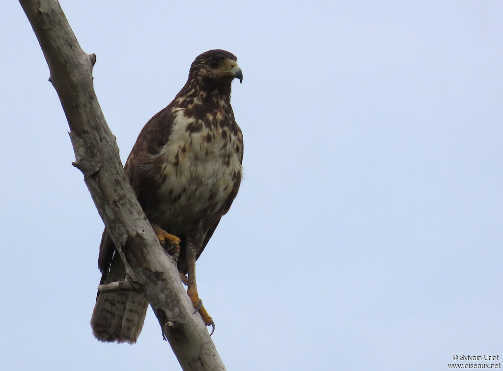 Buse buson1ère année