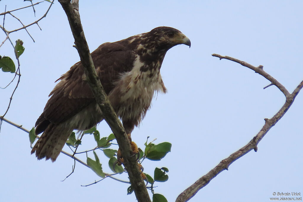 Buse buson1ère année