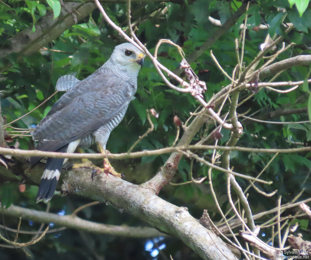 Grey-lined Hawkadult