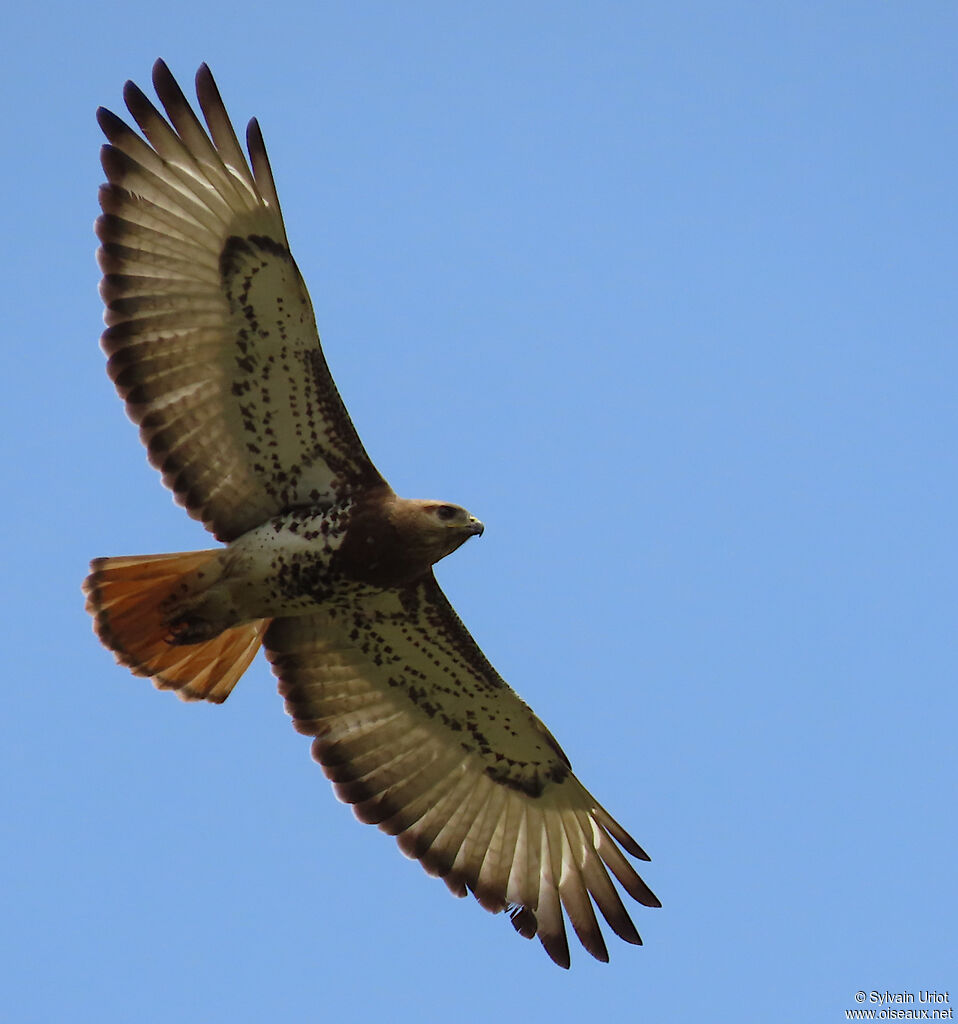 Red-necked Buzzardadult