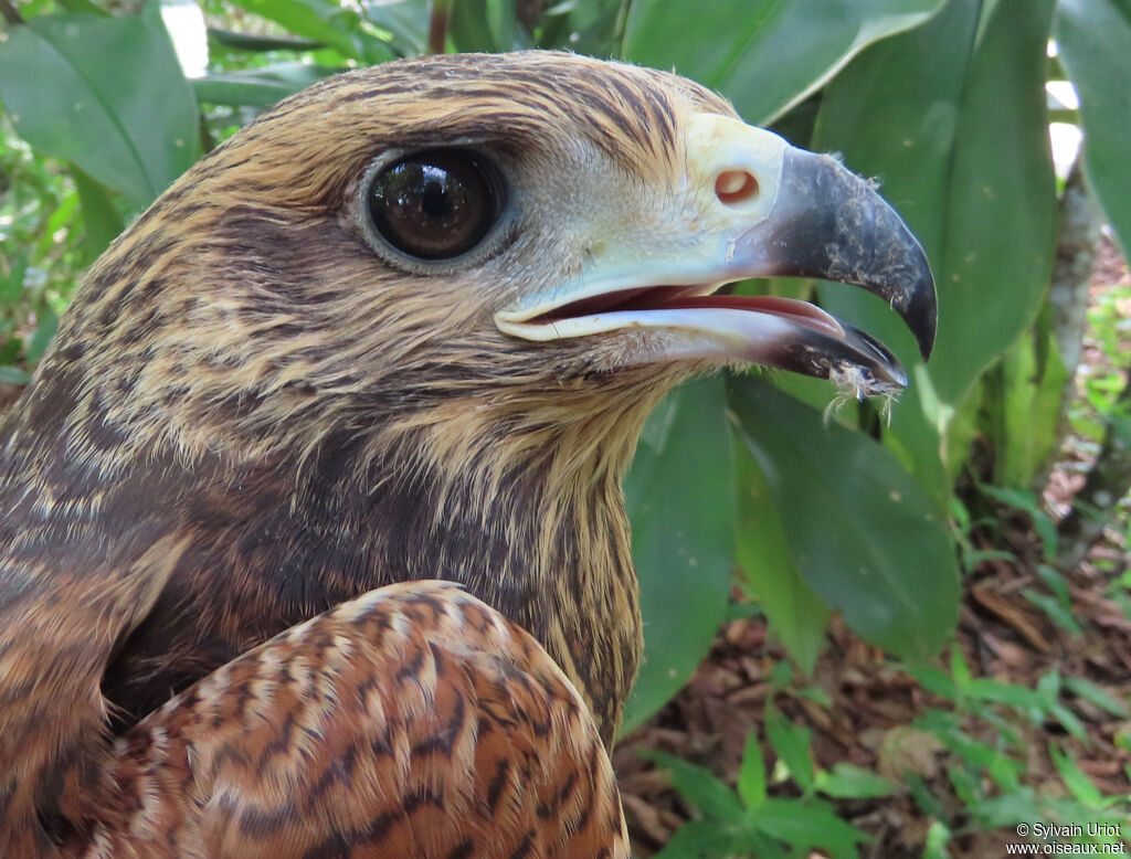 Savanna Hawkjuvenile