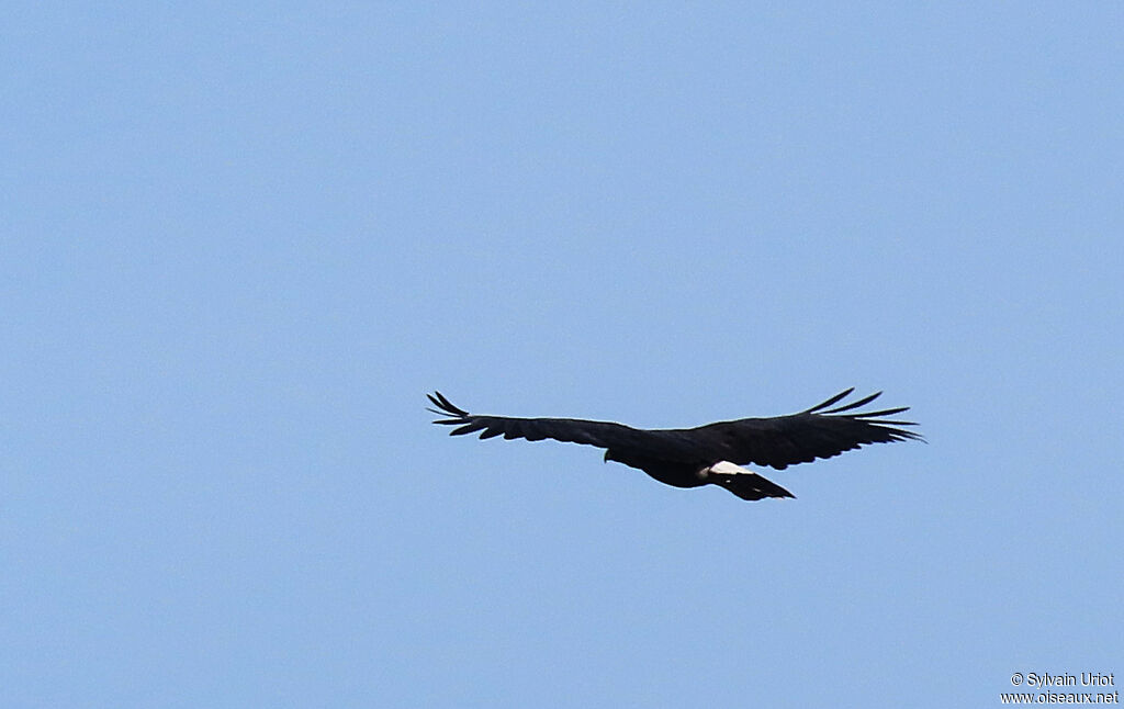 Great Black Hawkadult