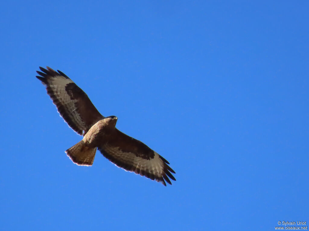 Buse variable