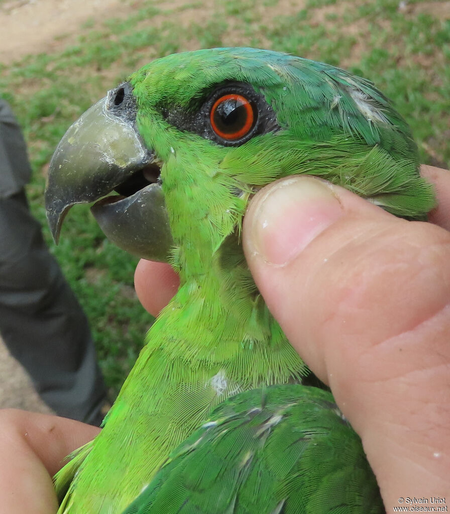 Caïque à queue courteadulte