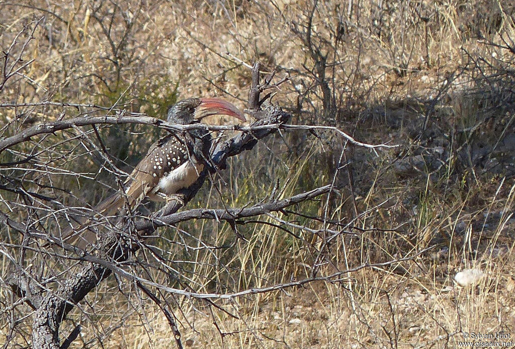 Monteiro's Hornbill