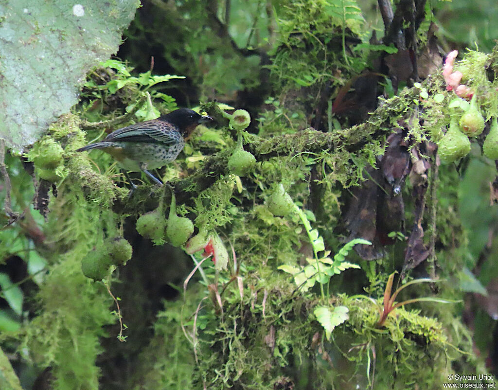 Rufous-throated Tanager