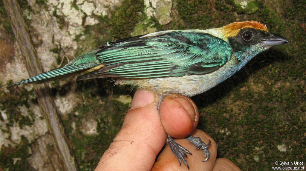 Calliste passevert mâle adulte