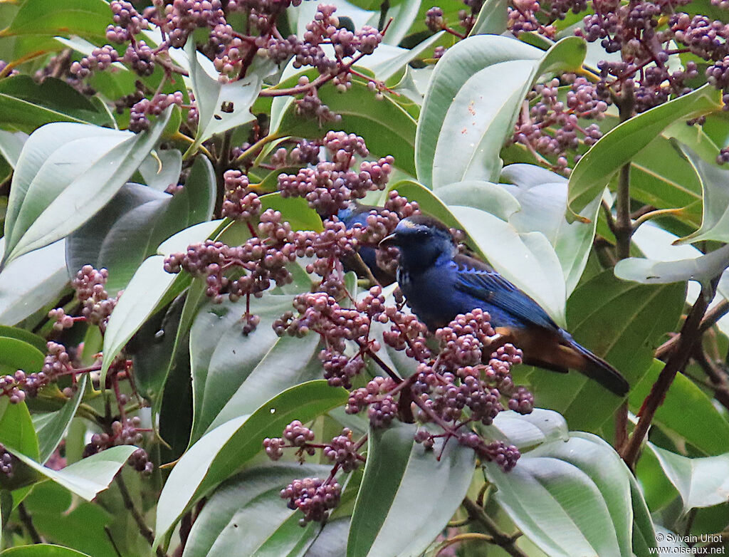 Opal-rumped Tanageradult