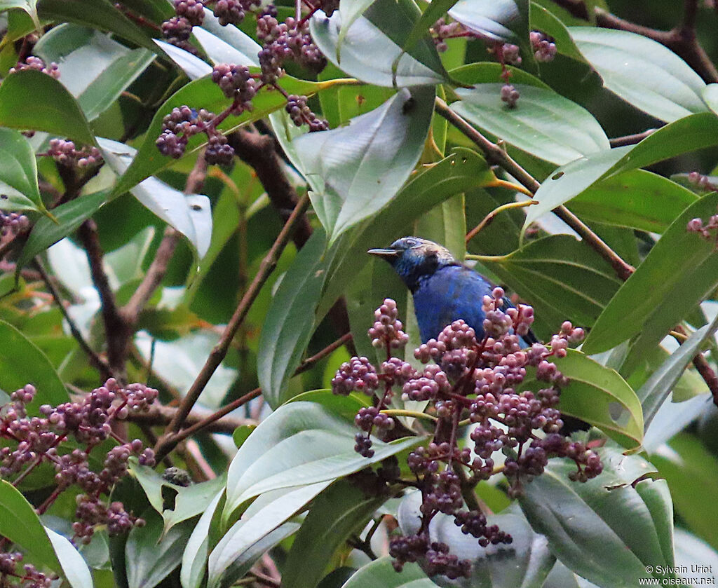 Opal-rumped Tanageradult