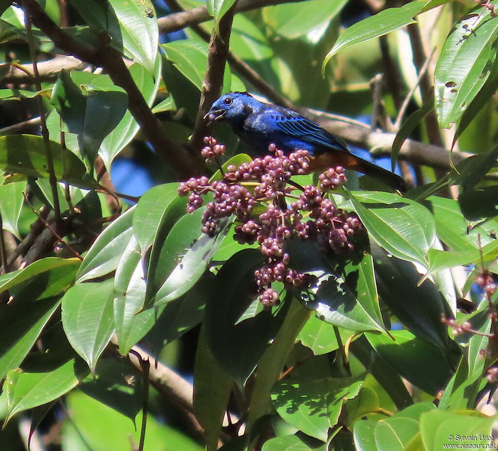 Opal-rumped Tanageradult