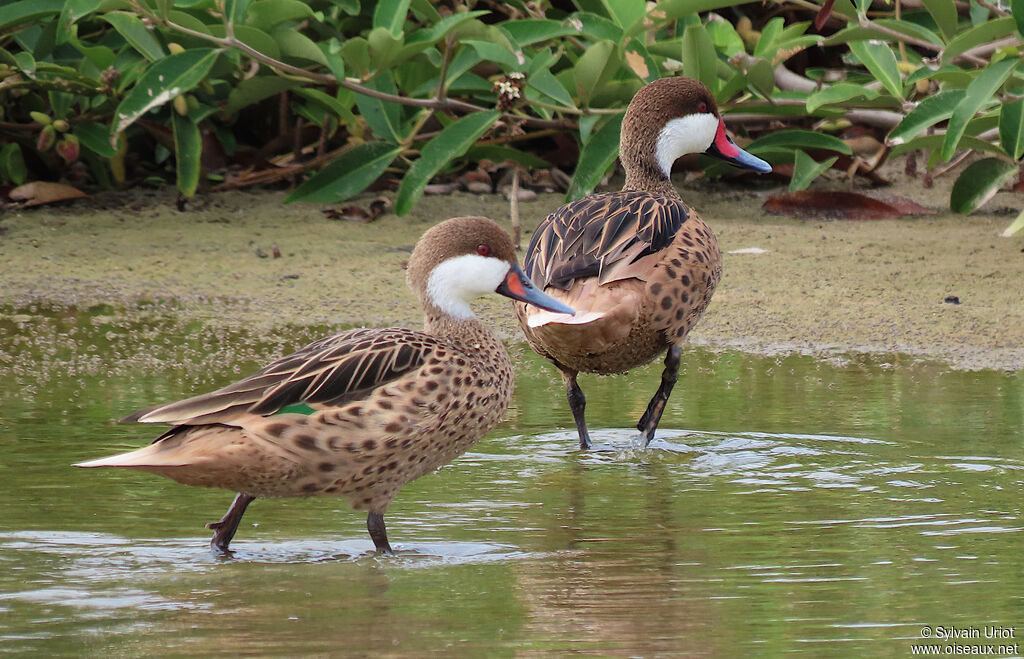 Canard des Bahamasadulte