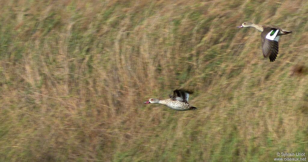 Cape Teal
