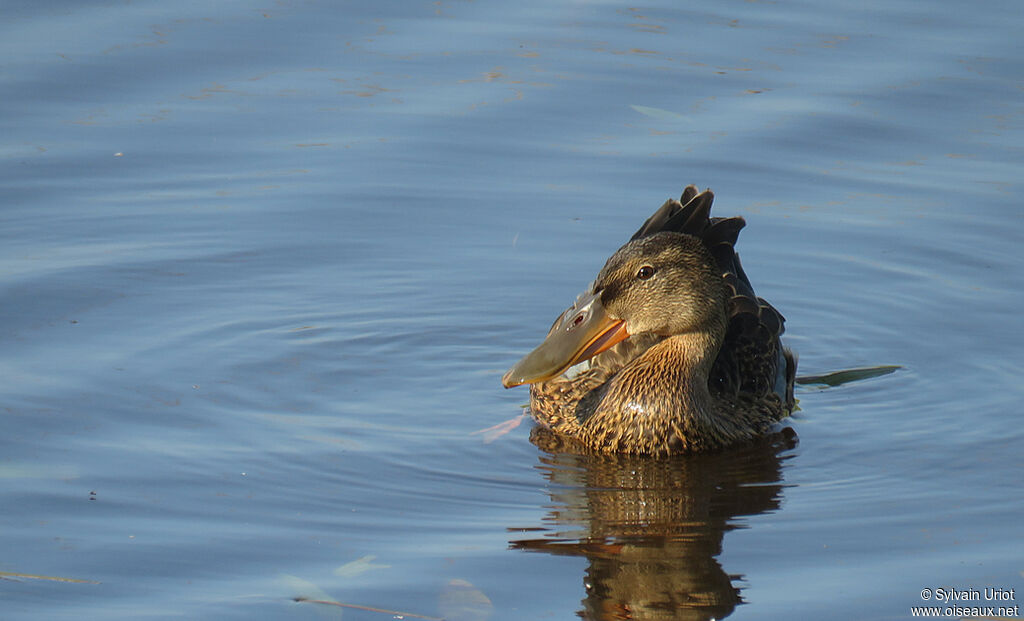 Canard souchetimmature