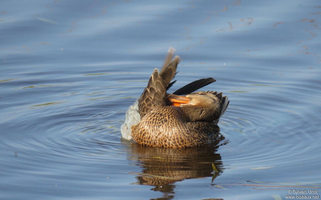 Canard souchetimmature