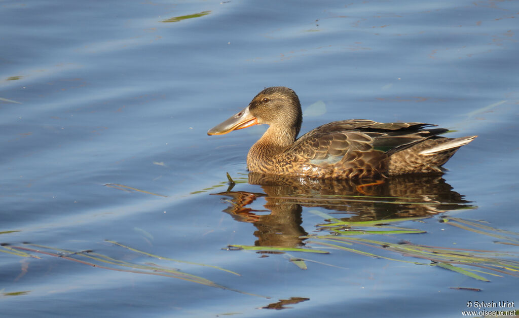 Canard souchetimmature