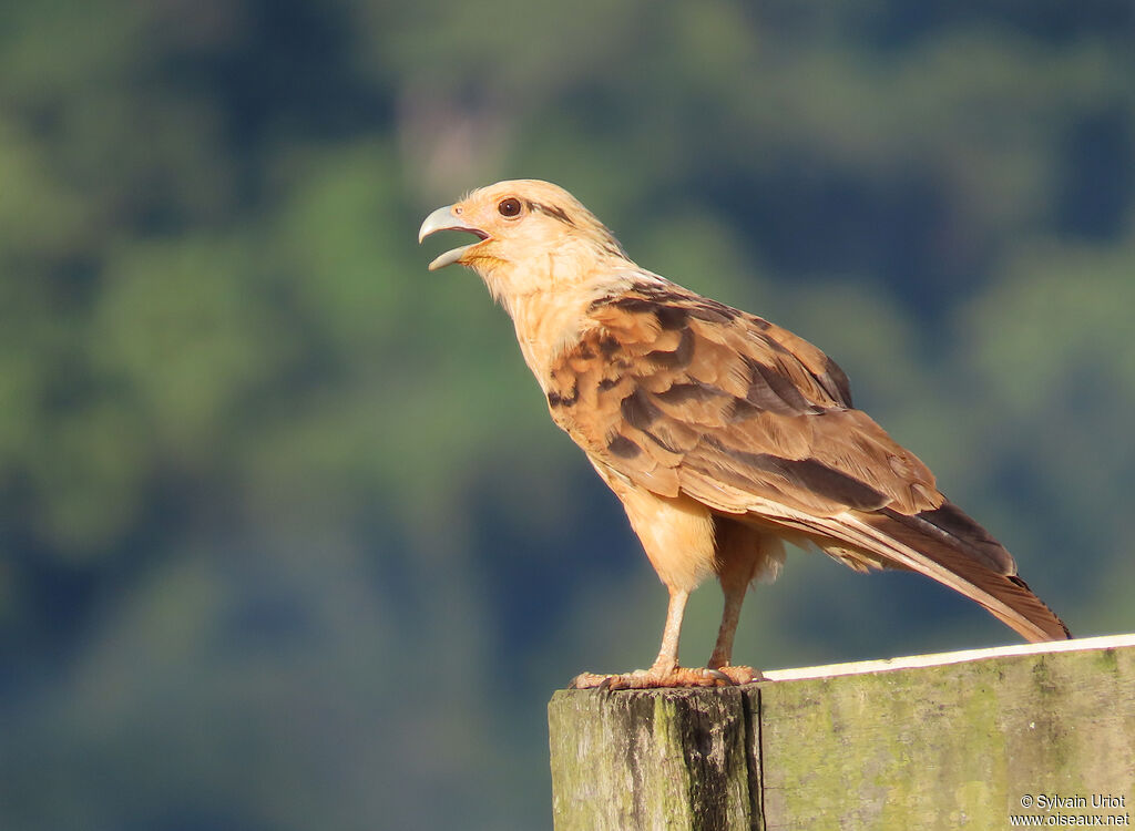 Caracara à tête jauneadulte