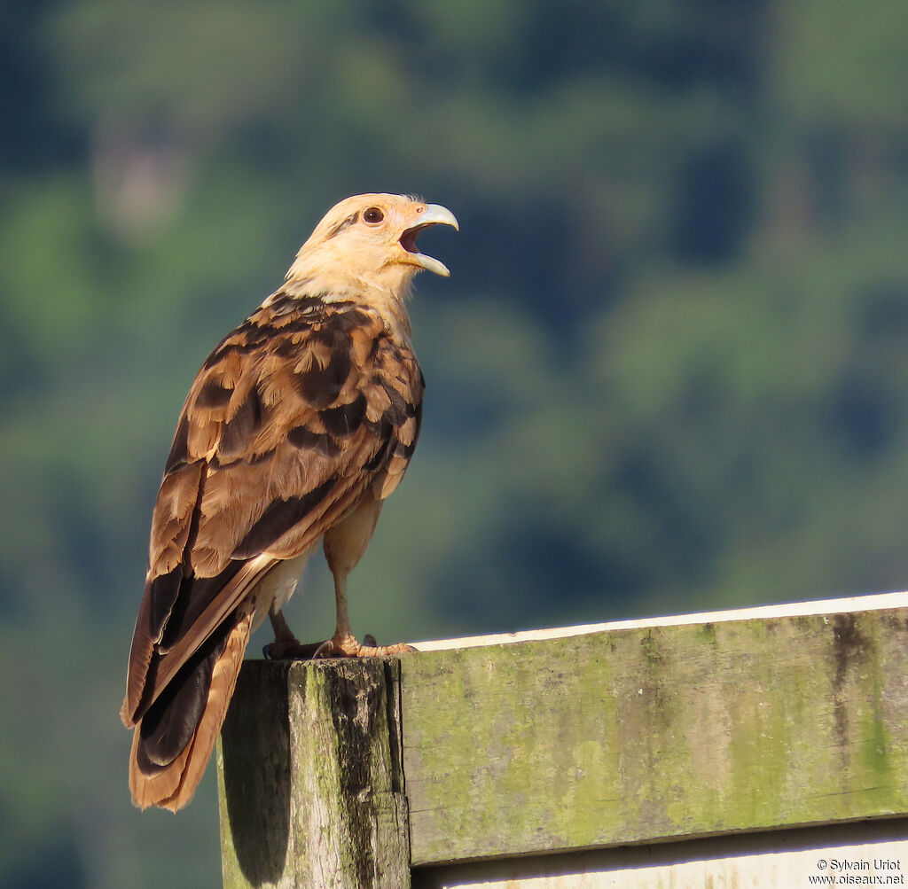 Caracara à tête jauneadulte