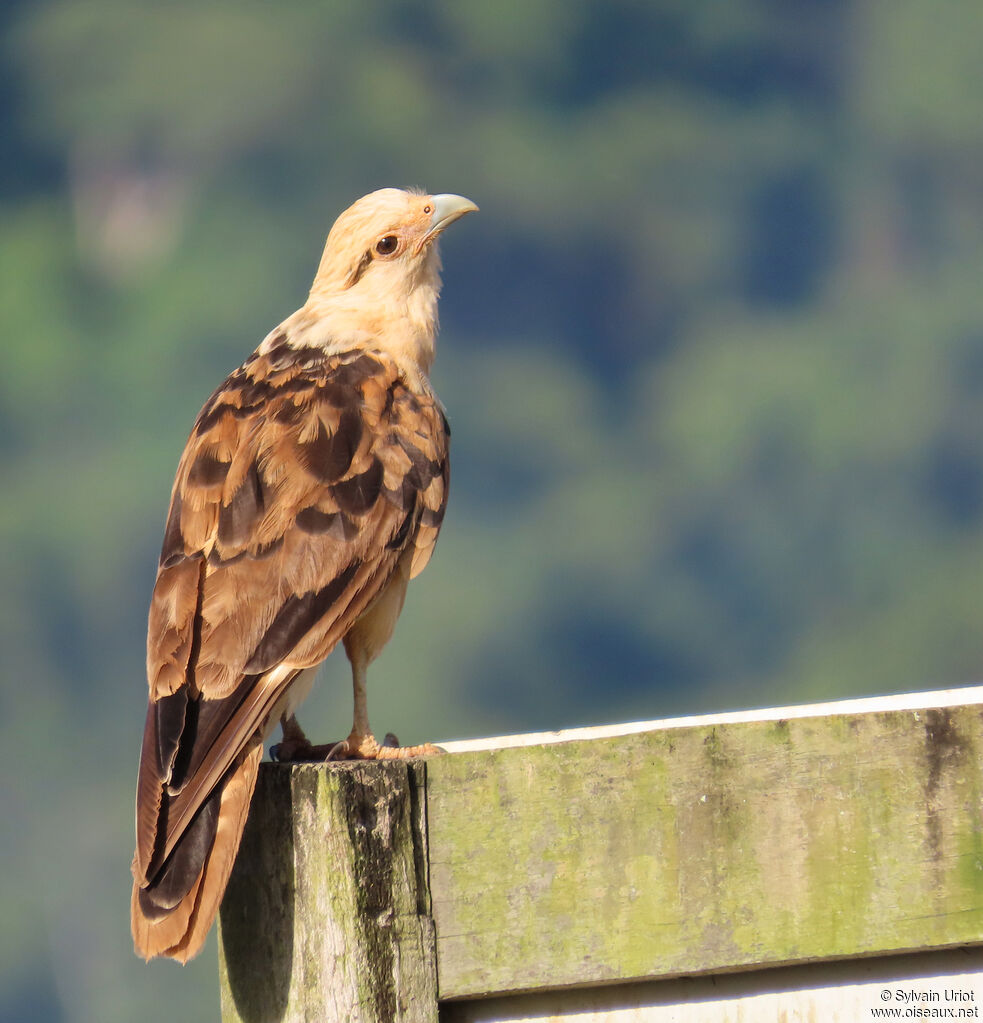 Caracara à tête jauneadulte