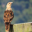 Caracara à tête jaune