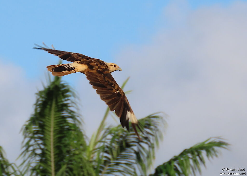 Caracara à tête jauneadulte