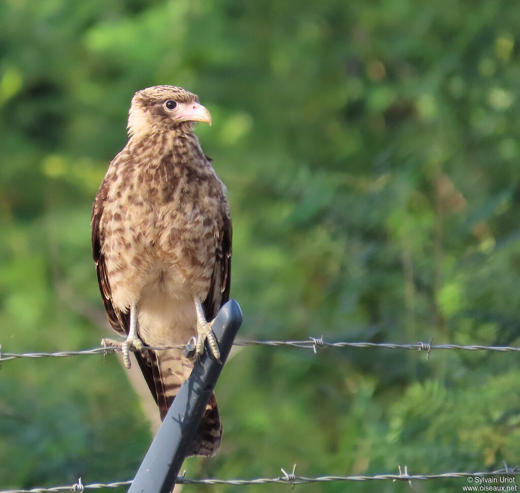 Caracara à tête jaunejuvénile