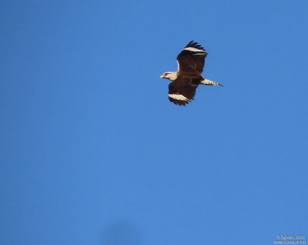Caracara à tête jauneadulte