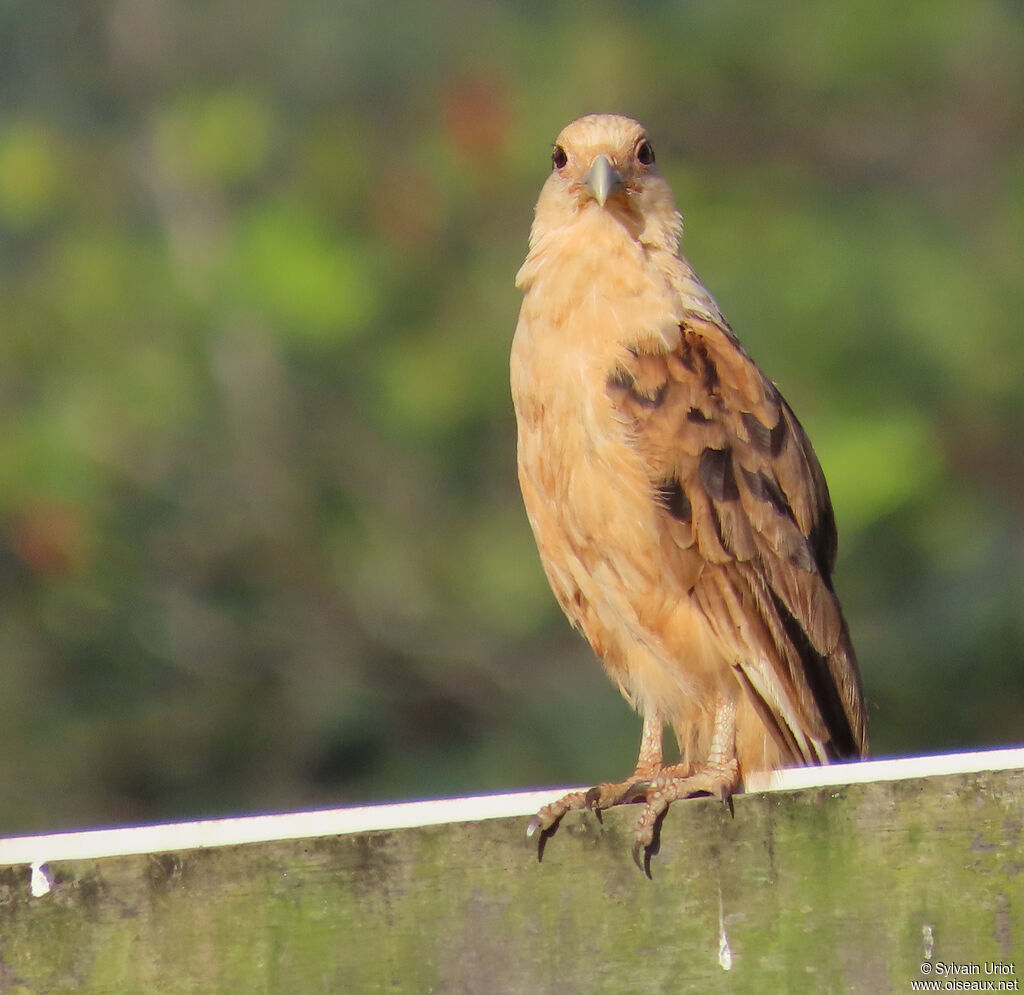 Caracara à tête jauneadulte