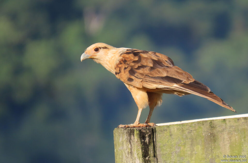 Caracara à tête jauneadulte