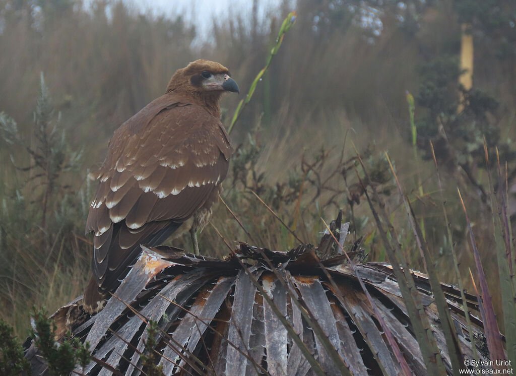 Caracara montagnardjuvénile