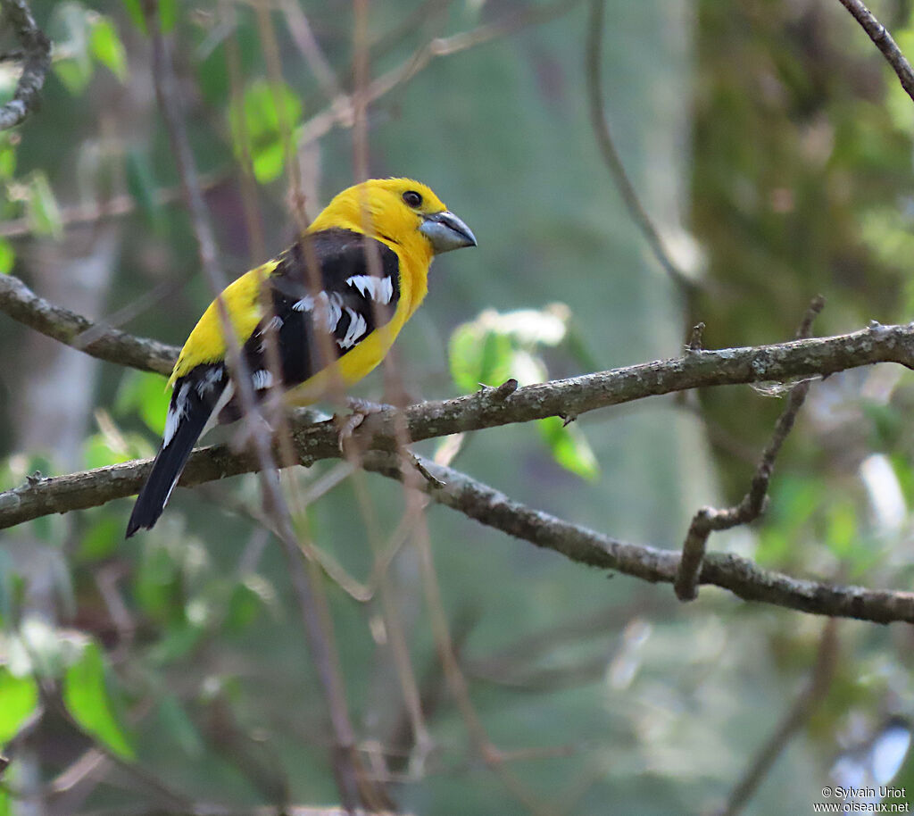 Golden Grosbeak male adult