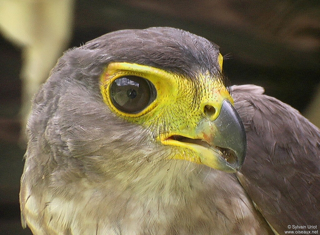 Carnifex ardoiséimmature