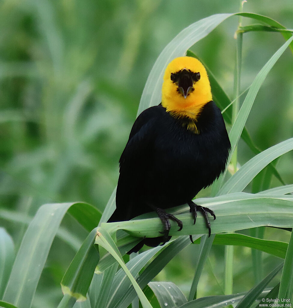 Yellow-hooded Blackbird male adult