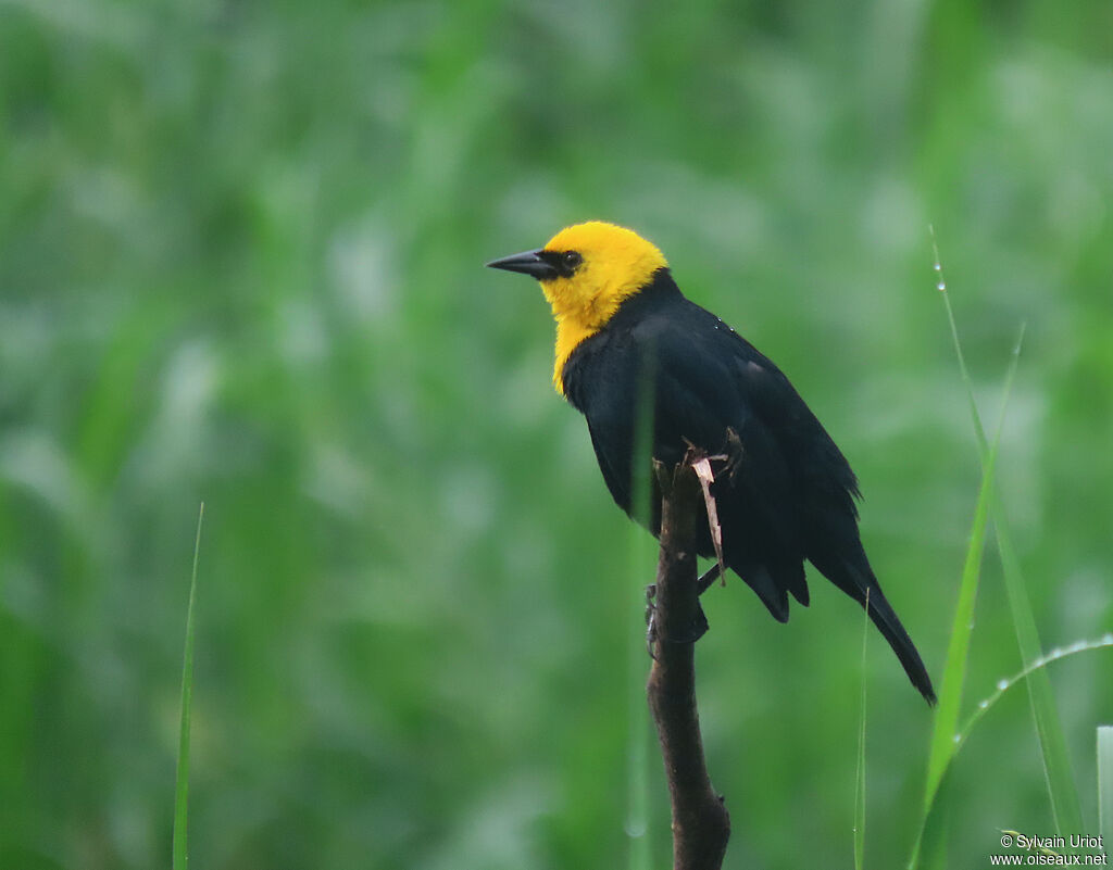 Yellow-hooded Blackbird male adult