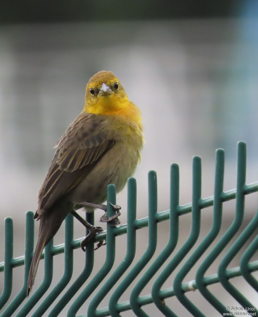 Carouge à capuchon femelle adulte