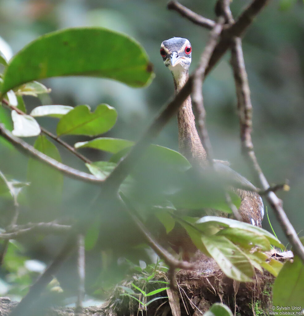 Caurale soleiladulte, Nidification