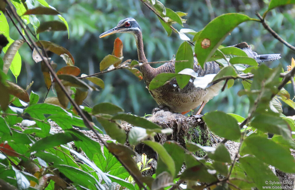Caurale soleiladulte, Nidification