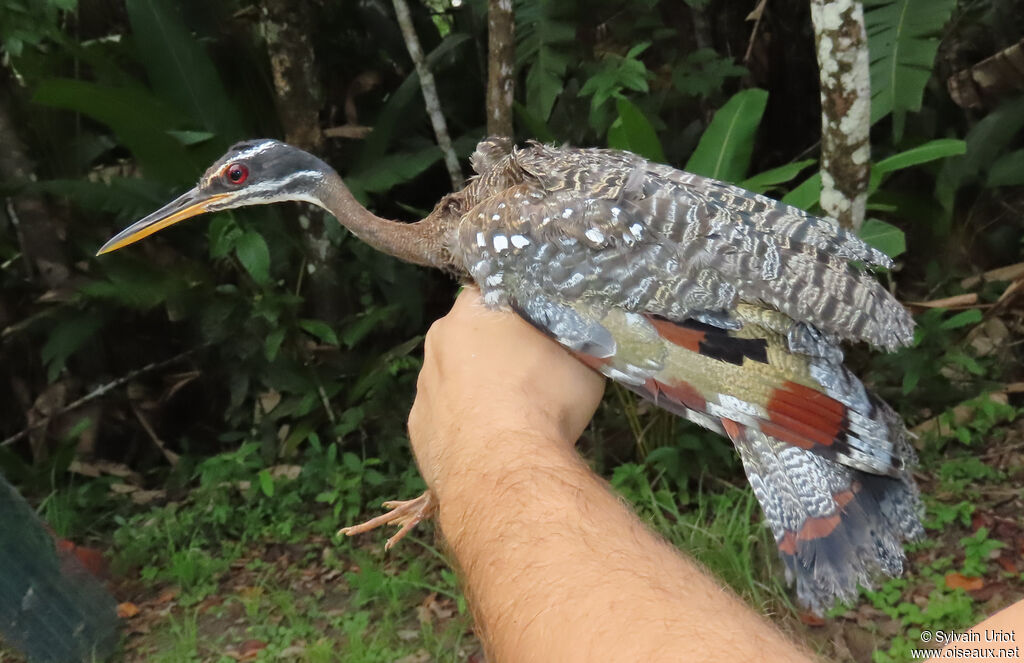 Caurale soleiladulte