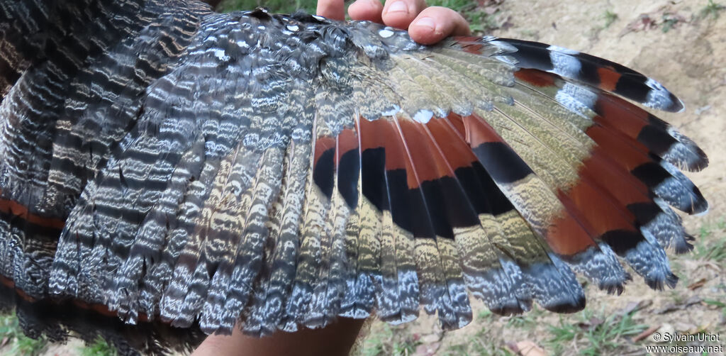 Caurale soleiladulte